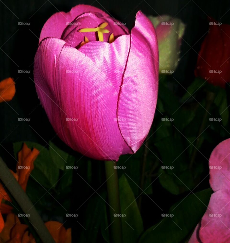 fucsia tulipane