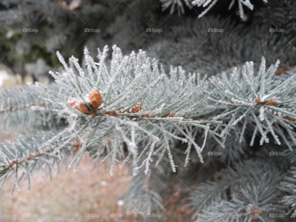 Macro shots!