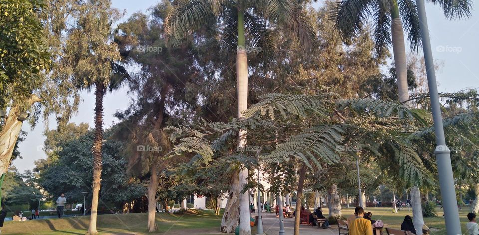 صور منطقة شجرية خيالية تستخدم للتصوير كخلفيات للافراح و مزار راح لمحبي التامل و مشاهدة الجمال الشجري والطبيعة
Pictures of a fictional tree area used for photography as wedding backgrounds and a shrine for lovers of contemplation and watching tree bea