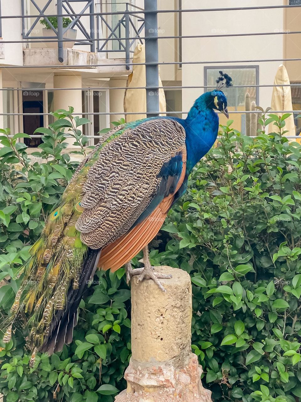 A peacock sits on a column against the backdrop of a beautiful house