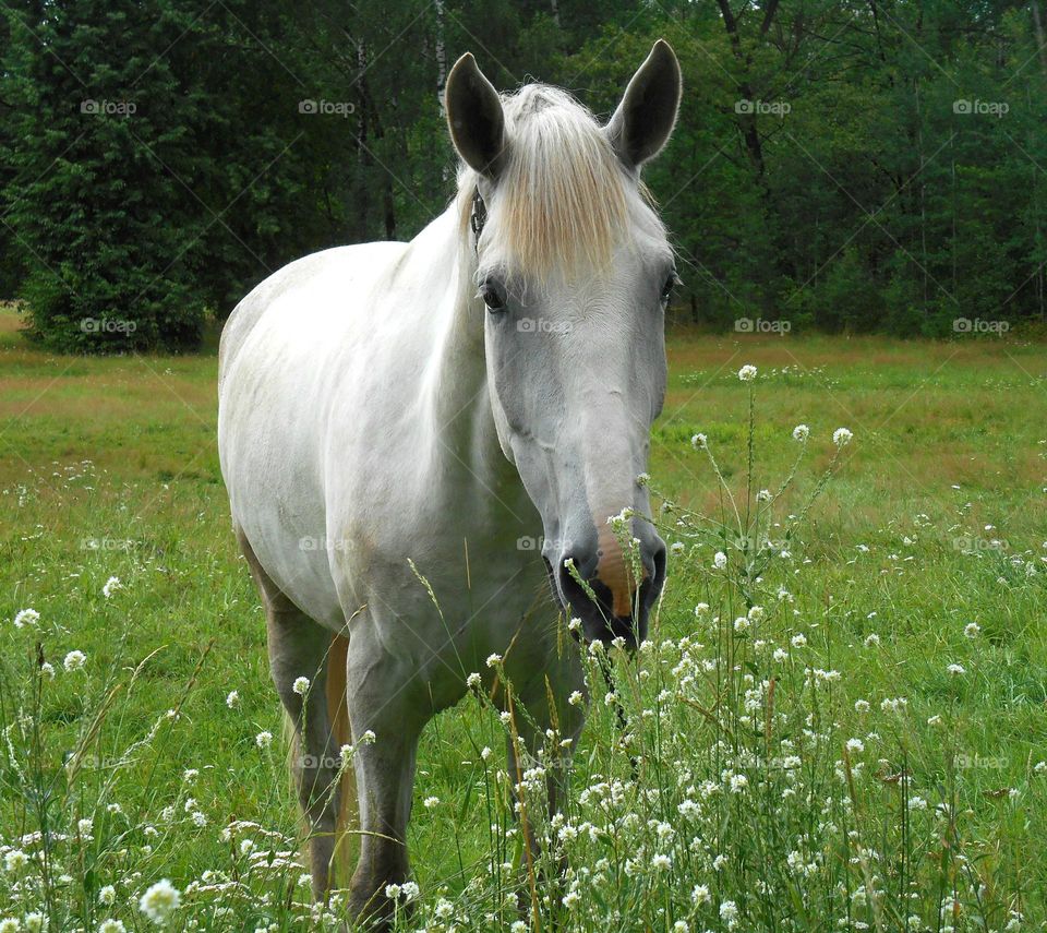 pet white horse beautiful portrait in green summer park