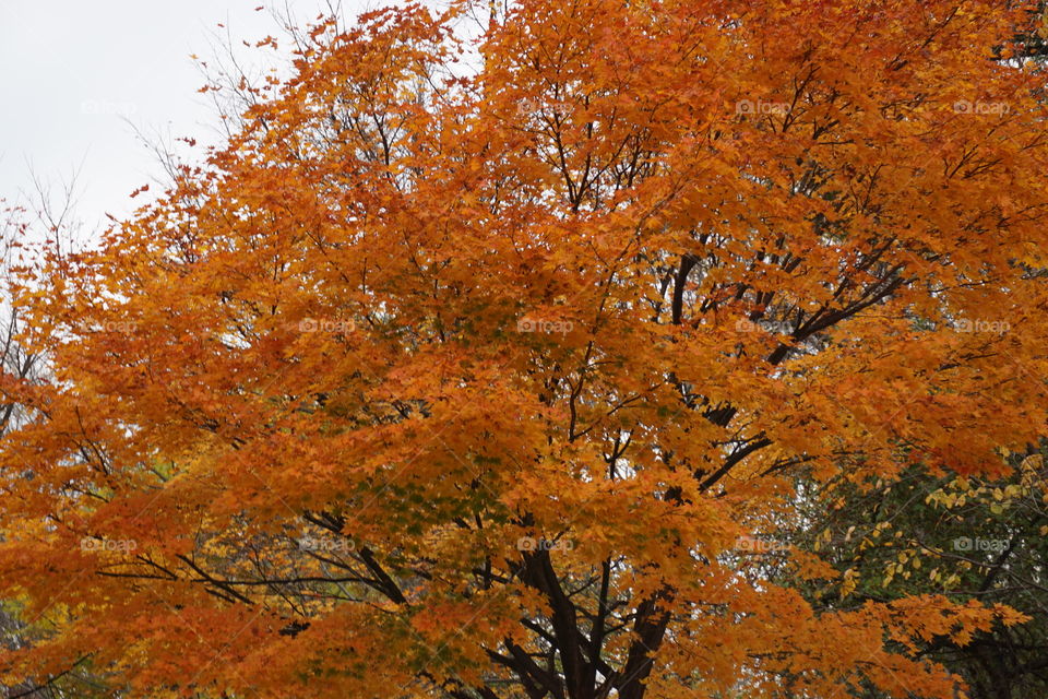 Orange leaves