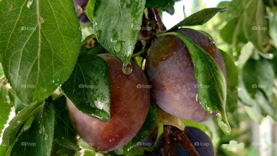 Plum tree