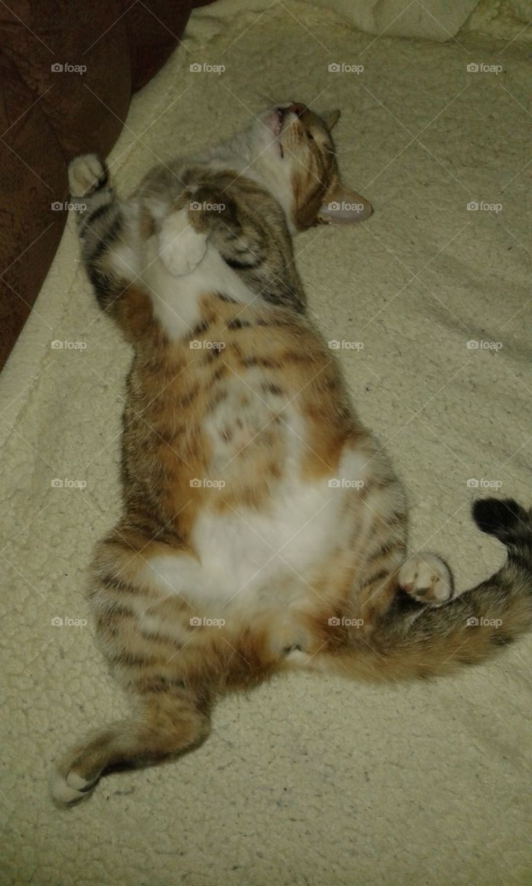 kitten sleeps in weird position