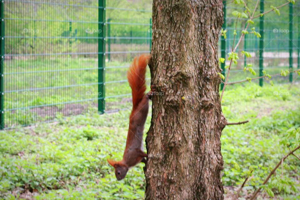 Red squirrel climbing down a tree.