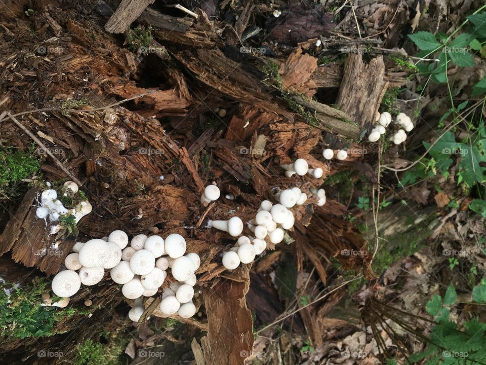Mushrooms growing out of a fallen tree
