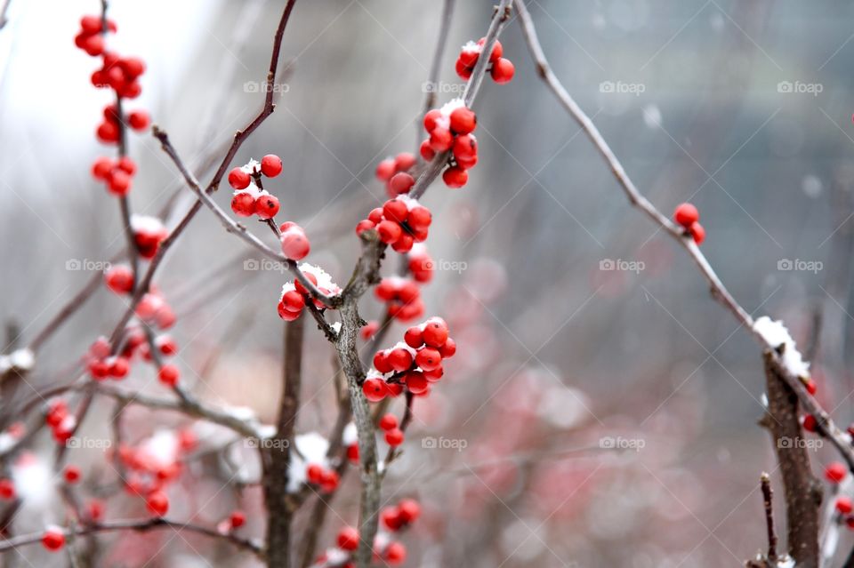 red berries in the winter 