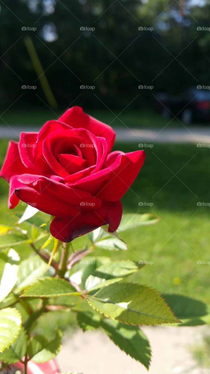 red rose in the sunlight