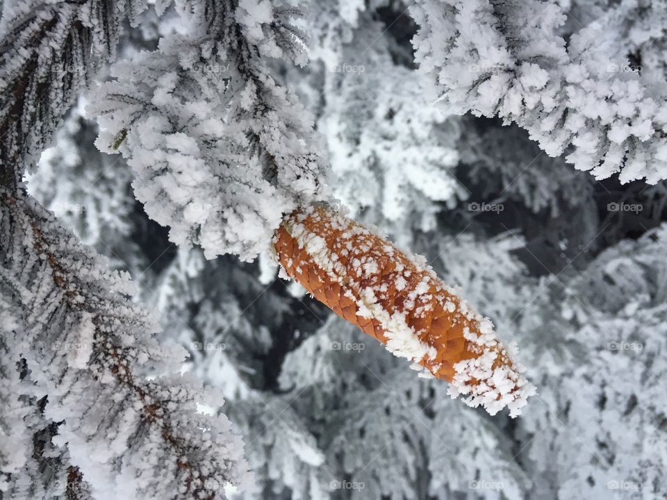 Pine cone covered in snow surrounded by pine cone tree branches covered in snow 