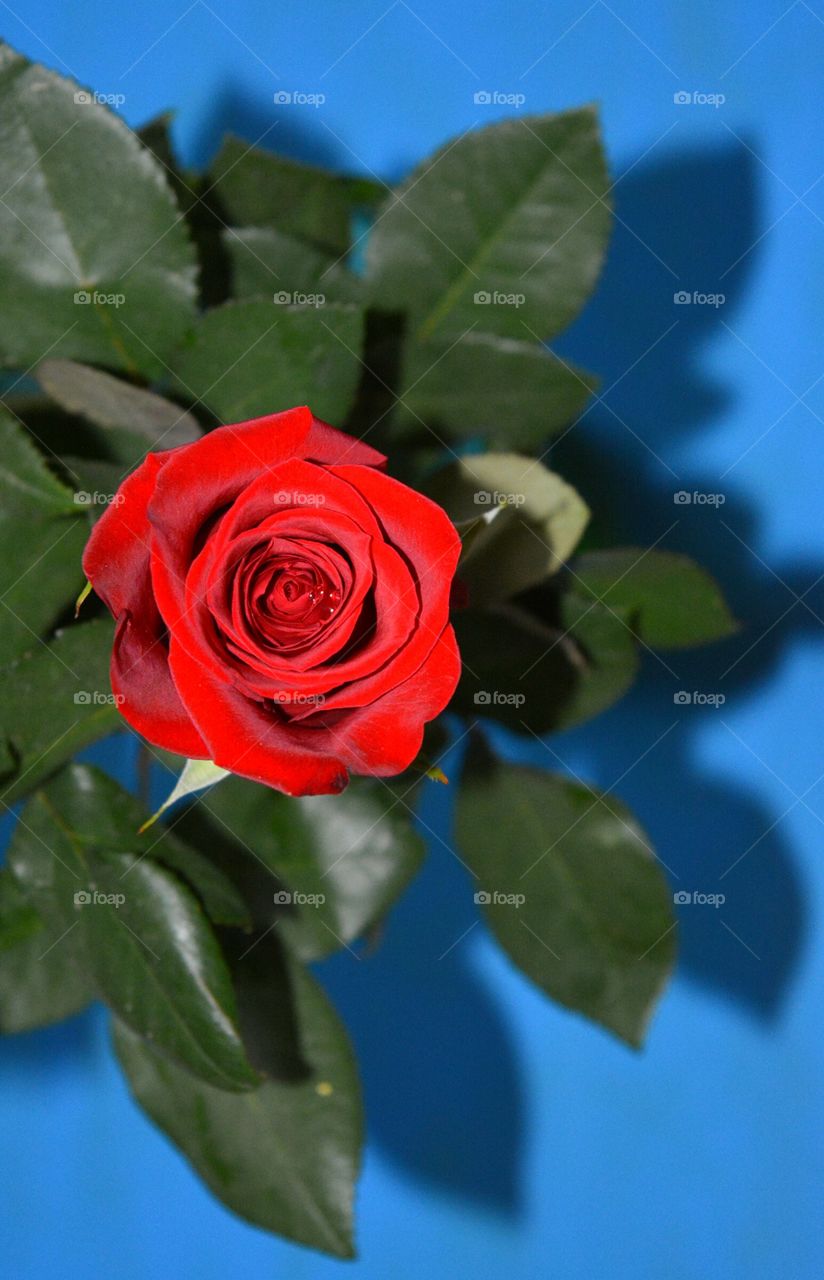 Rose, Flower, Leaf, Romance, Nature