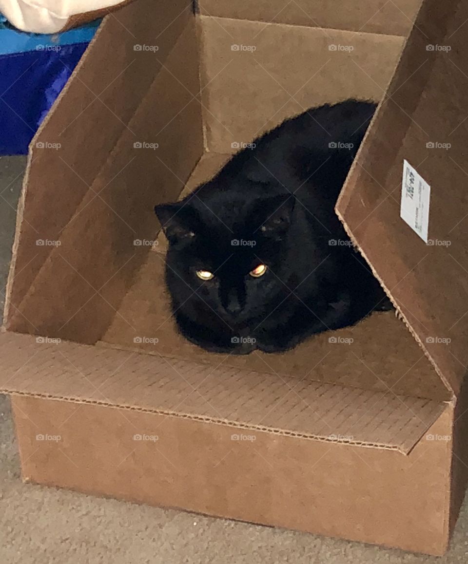 Big boy Salem claims the packing box helps him channel his energy- his glowing eyes have convinced me- lol!