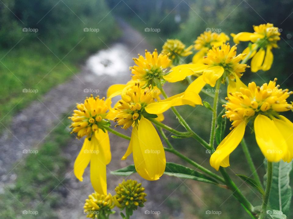 Yellow Flowers 