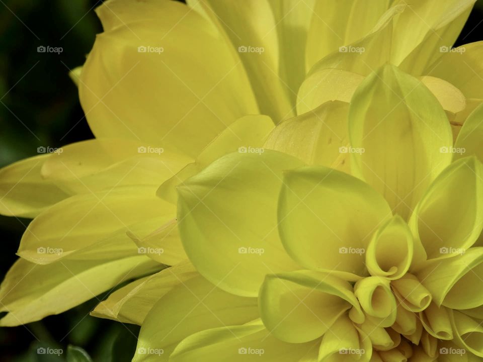 Yellow dahlia 