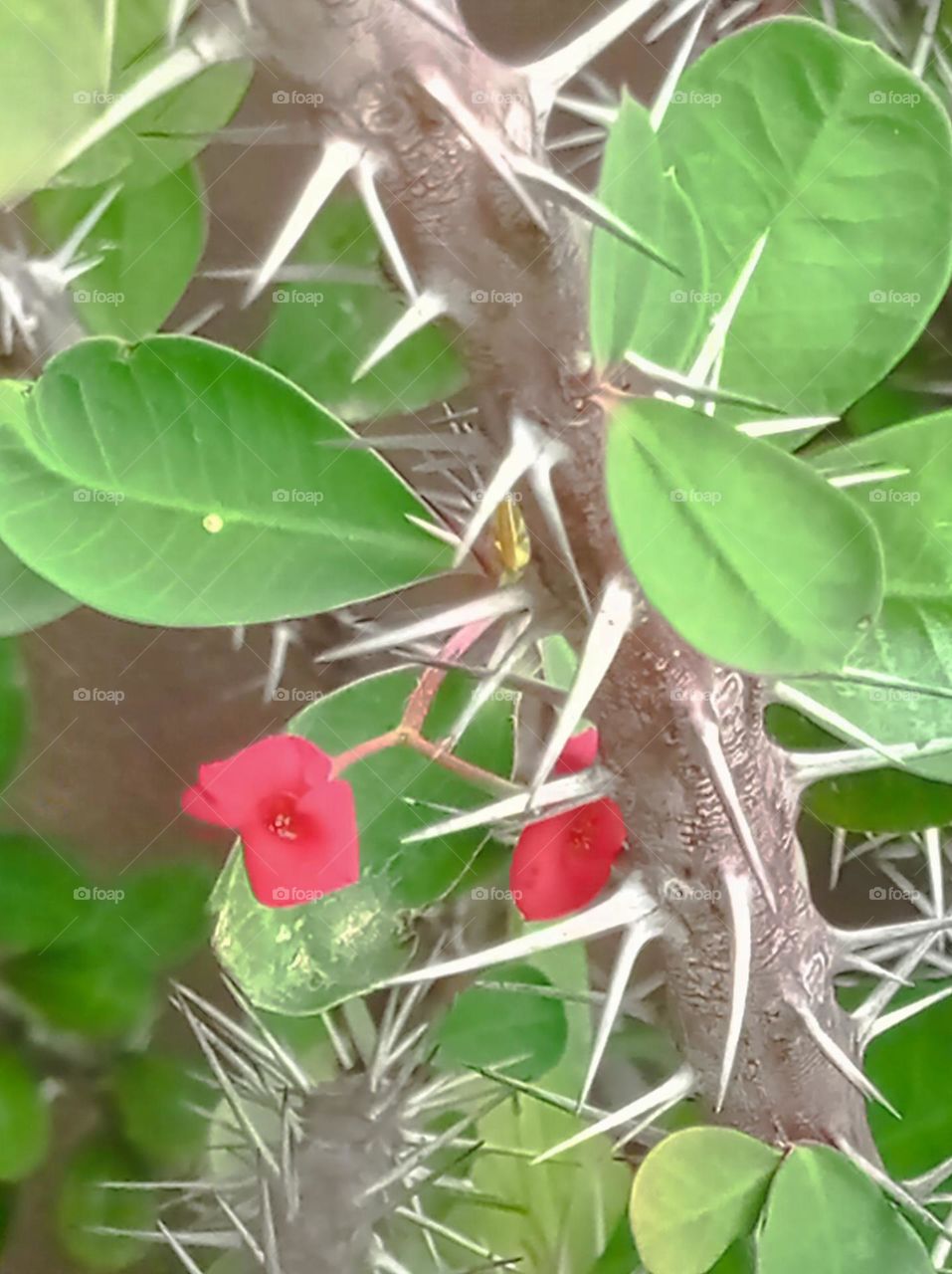 crown of thorns / Corona de Cristo