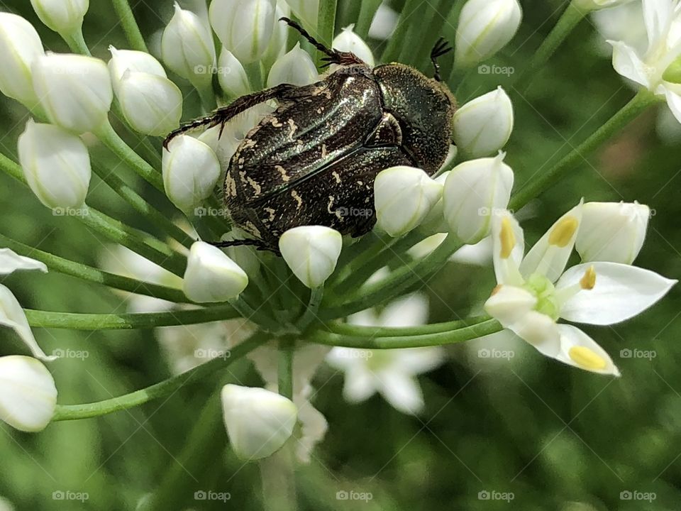 Beetle snug in flower