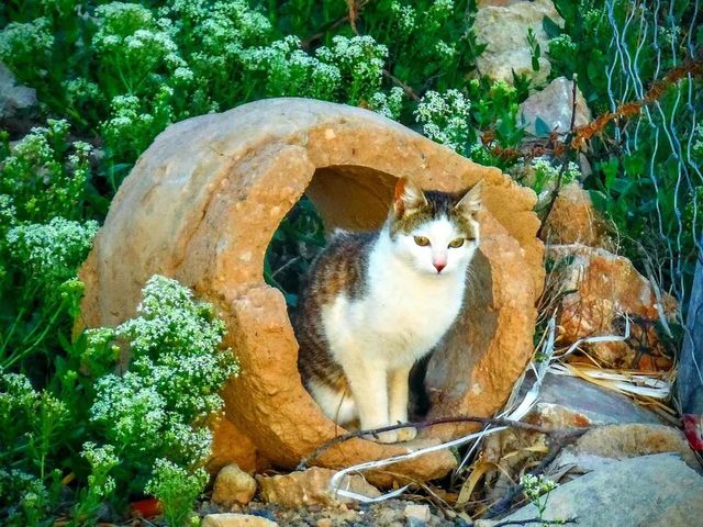 cat-tomcat