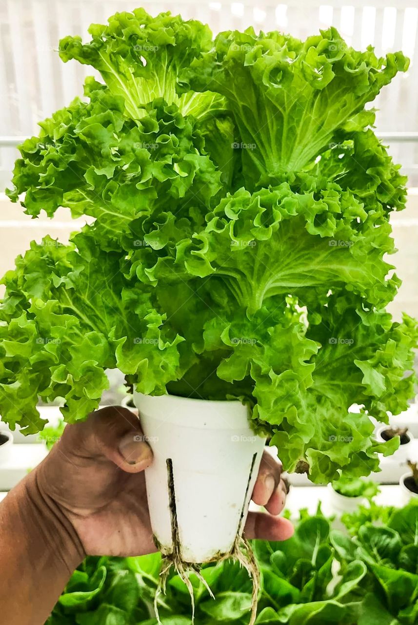 Hydroponic Farming, Lettuce in a Styro cup.  