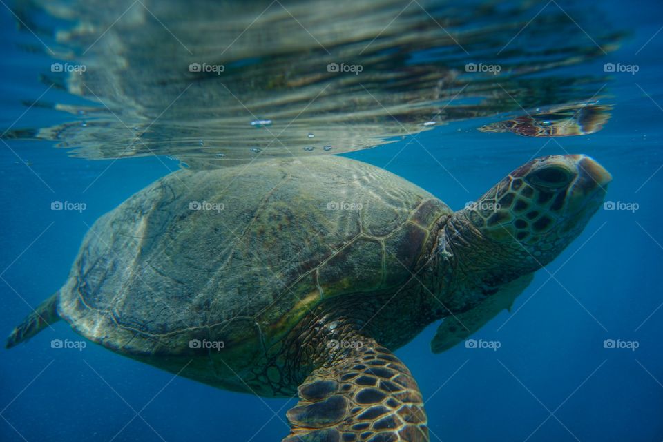 sea turtle reflection