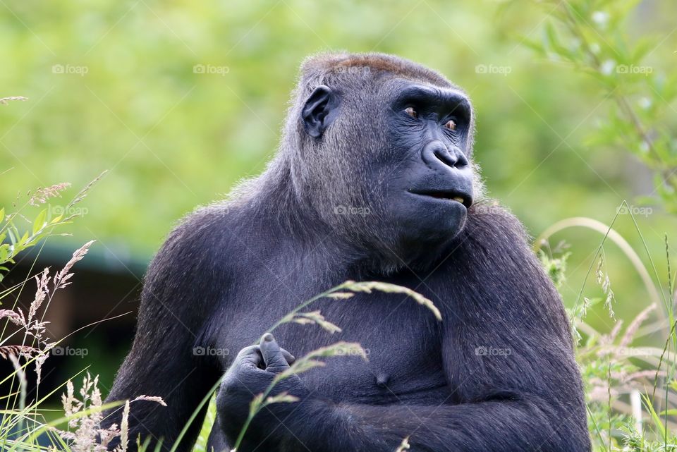 gorilla