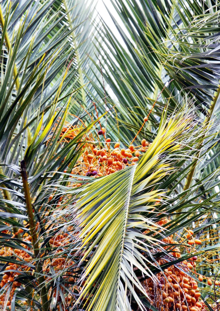 palm tree fruit