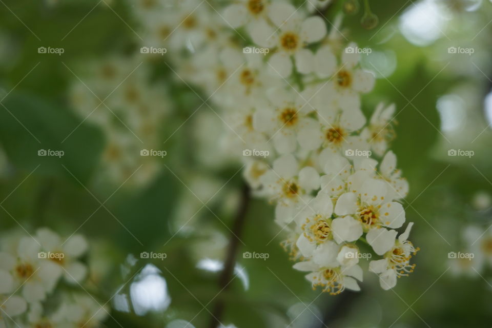 White flowers