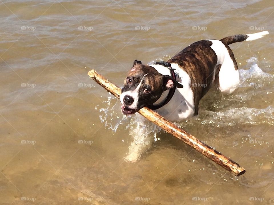 Favorite stick 