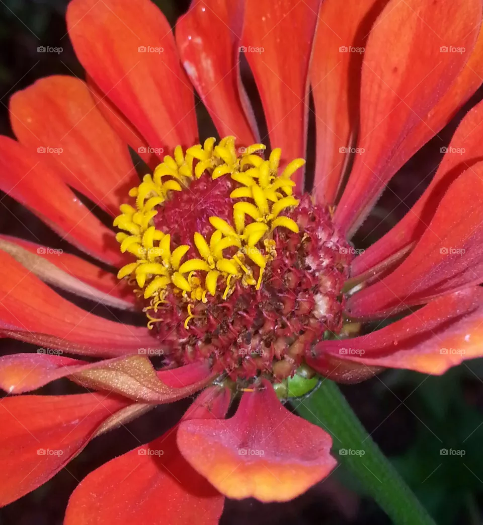 zinnia