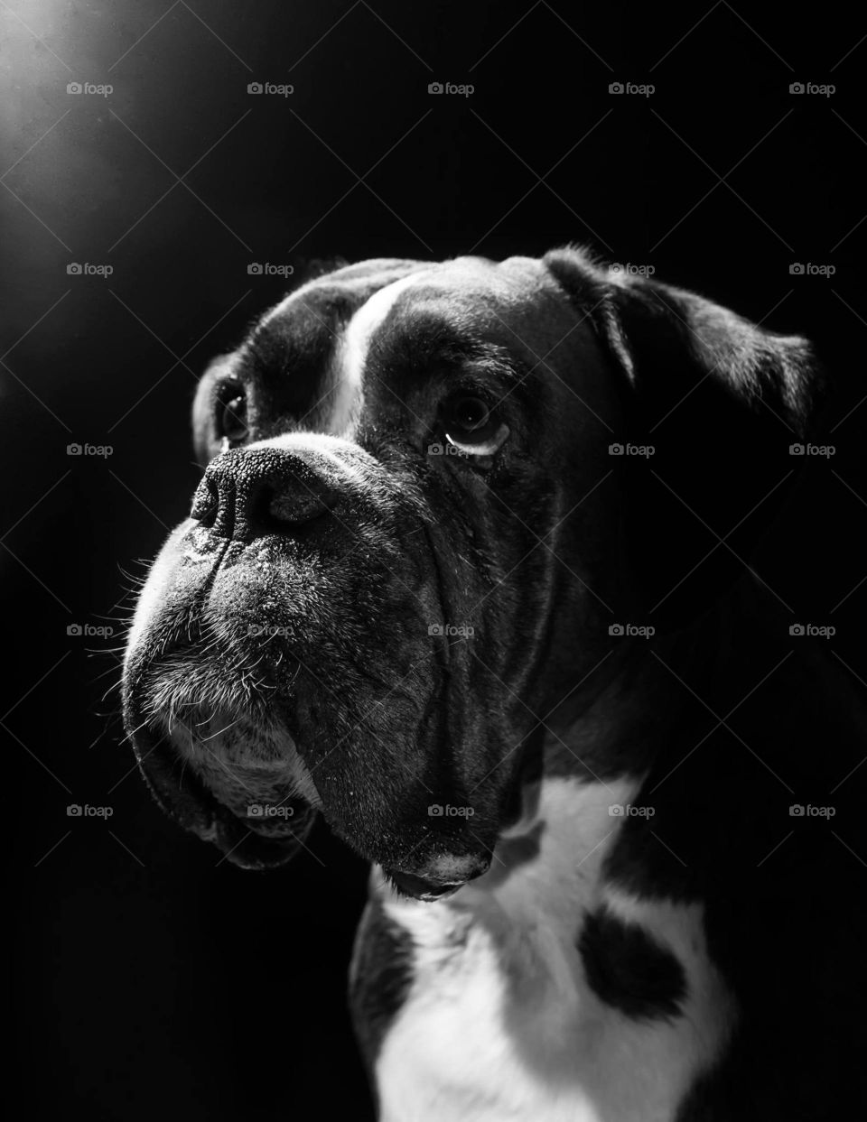 Boxer-Bendit. Photoshoot with dog, 8 years old Boxer.