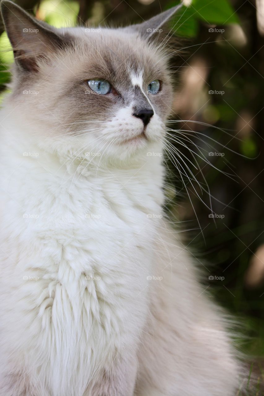 Closeup view face and neck profile ragdoll cat with blue eyes watching 