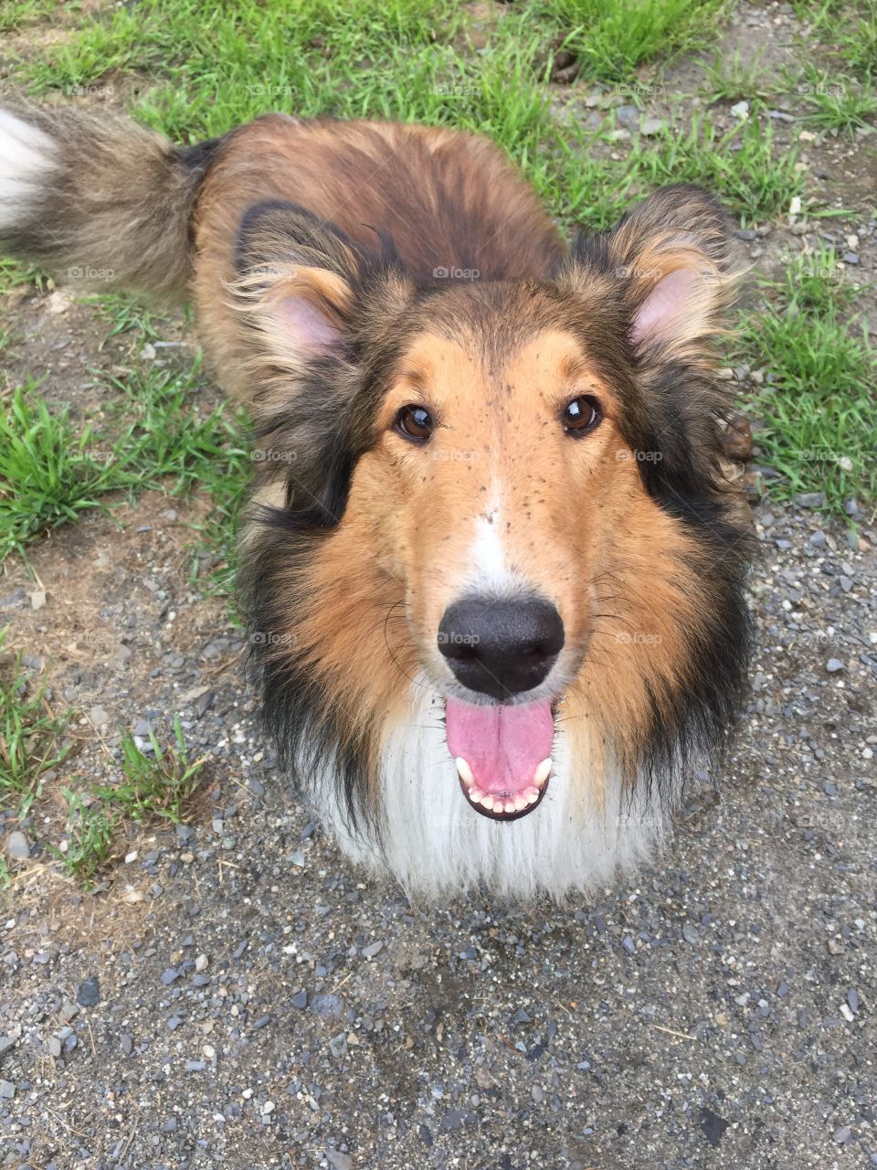 Portrait of dog with mouth open