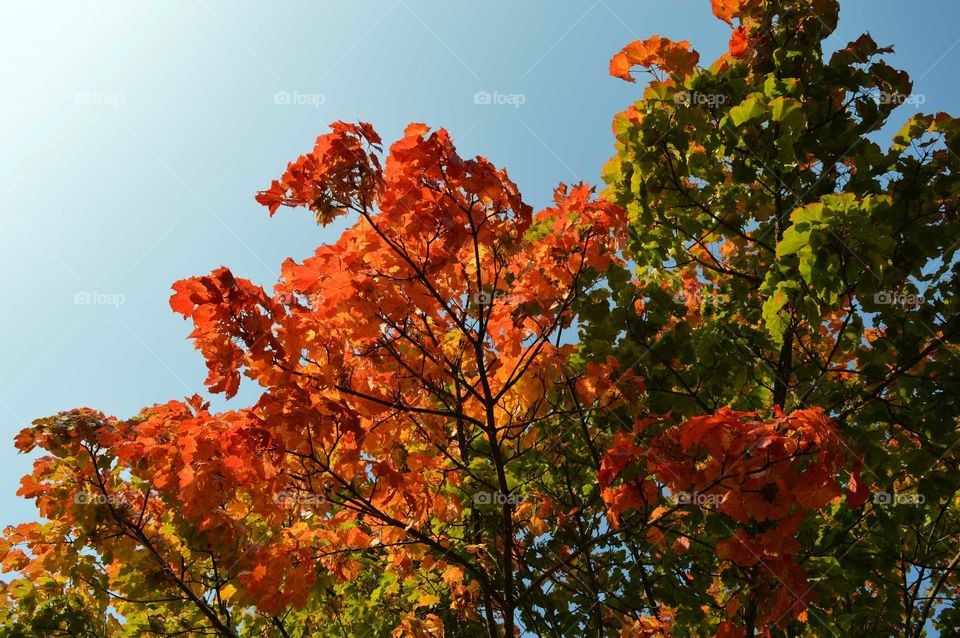 autumn colors. maple tree