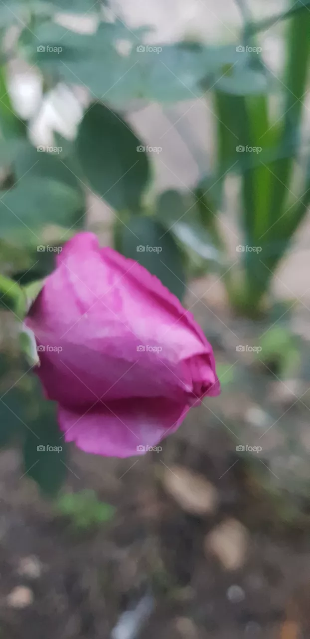 🏵