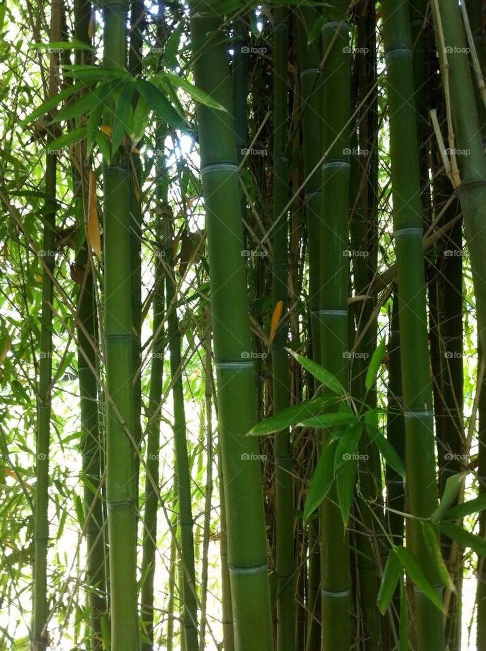Japanese bamboo 