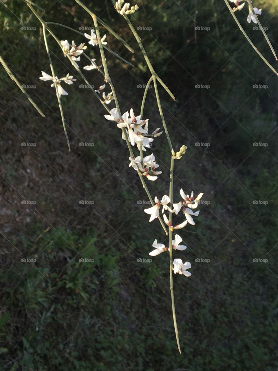 White broom in bloom