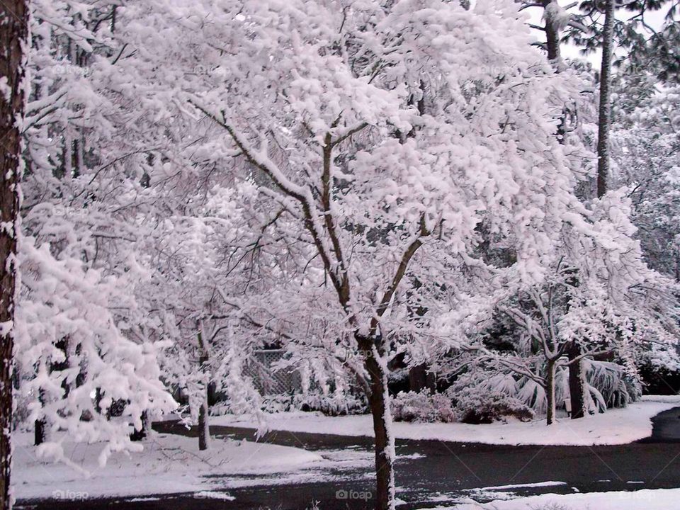 Snow in SC