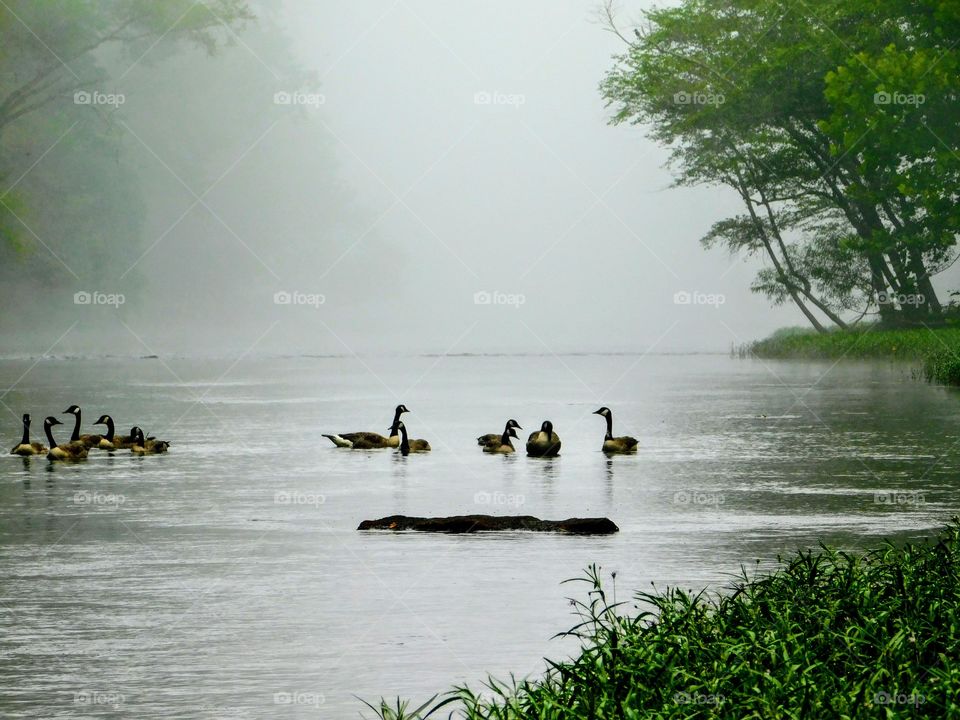 Geese On The River