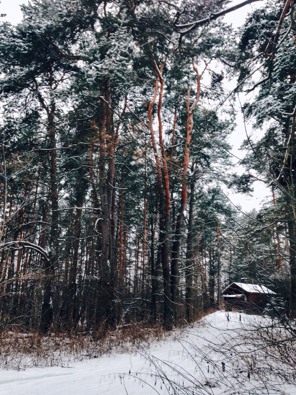 house in the wood