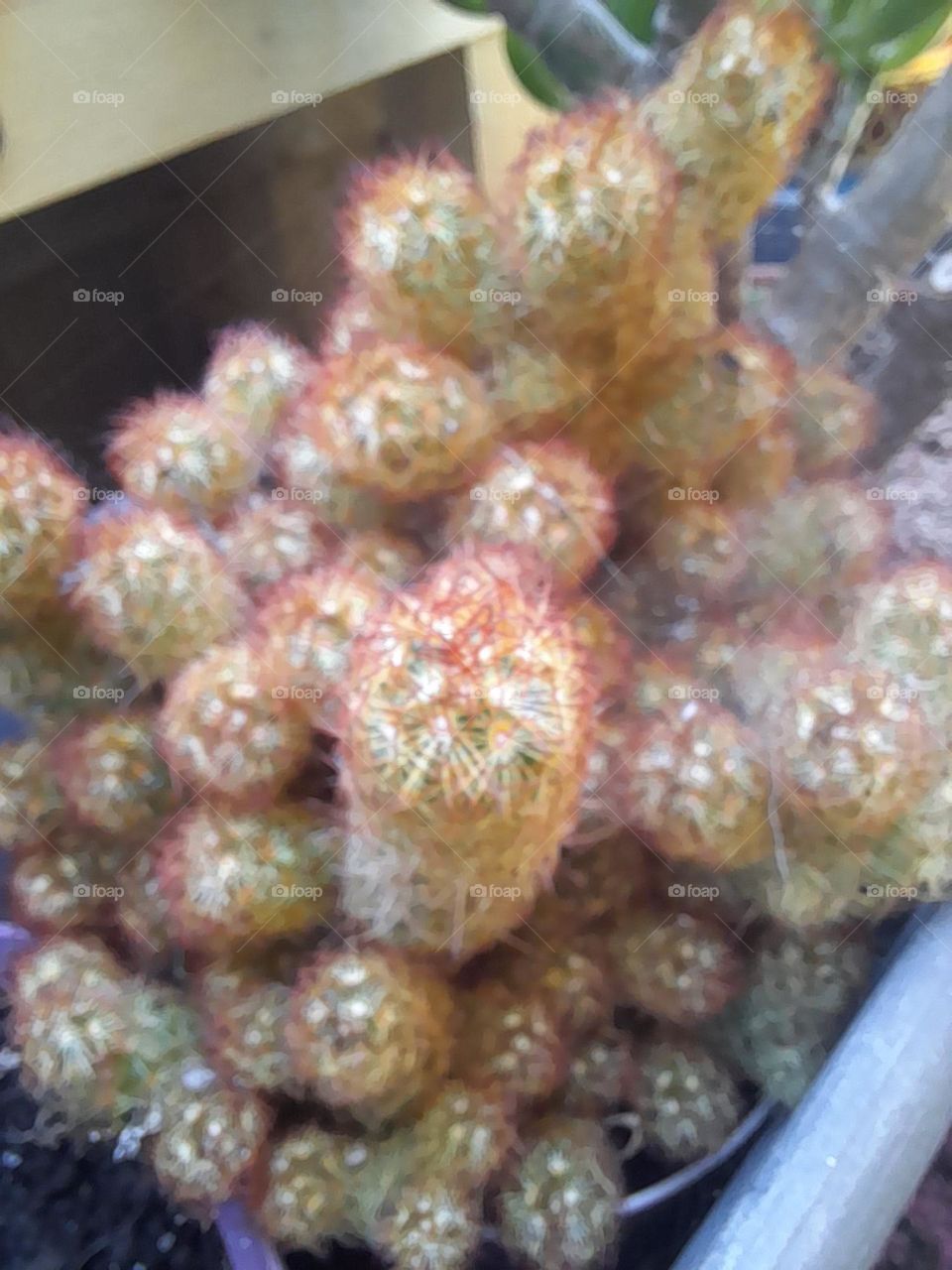 cacti,cactus
