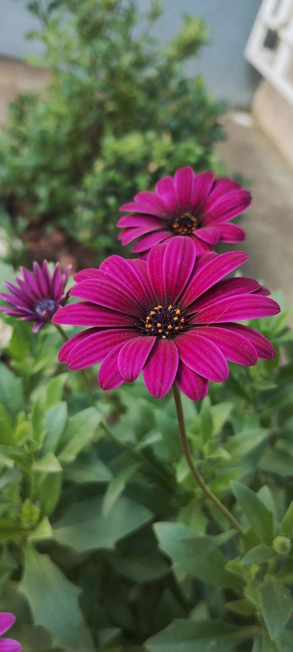 FLOWERS
