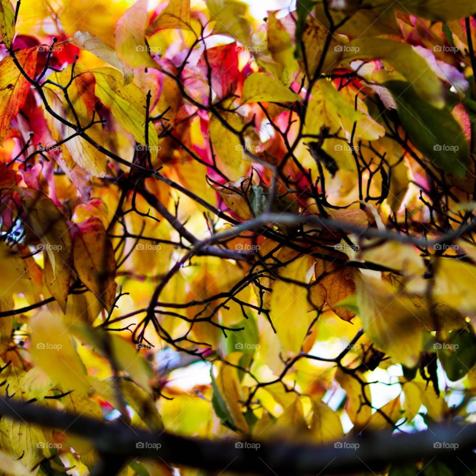 fall colors in a tree