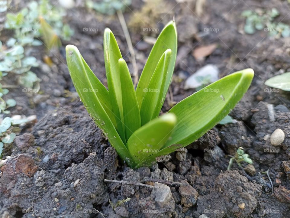 #spring #green #flowers #bud #leaf
