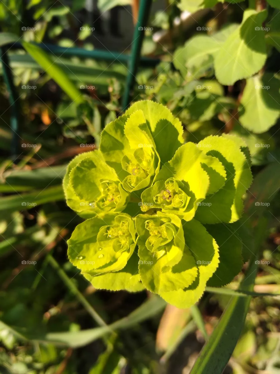 flower