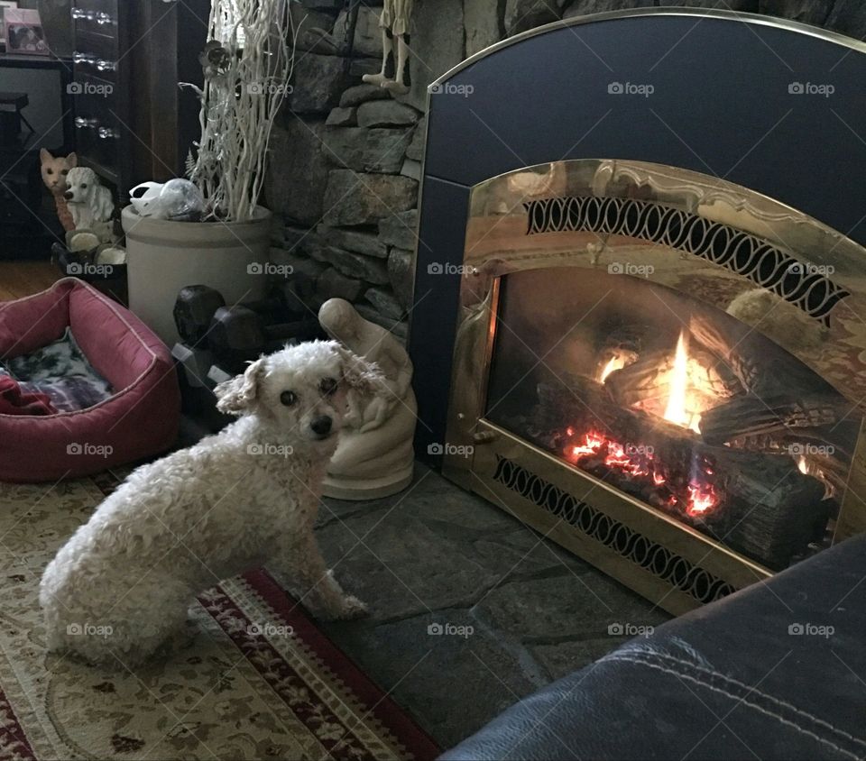 Dogs of the USA! Dog with burning fireplace!