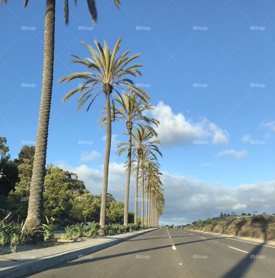 Palm lined road in Oceanside, California 