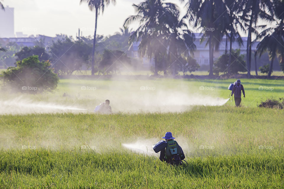 Farmers are spraying crops in a green field.