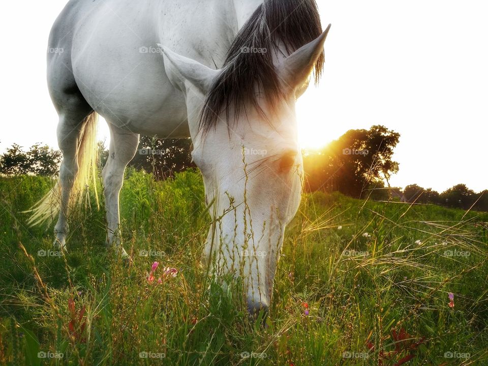 Horse grazing in a spring field while the sunsets in the distance