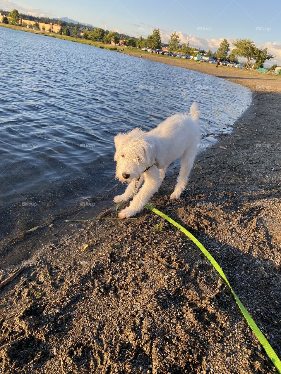 Parson Russell Terrier enjoying his time by the lake 