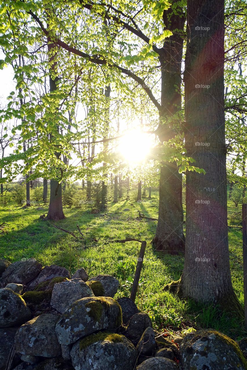 Forest in sunset. Forest in sunset