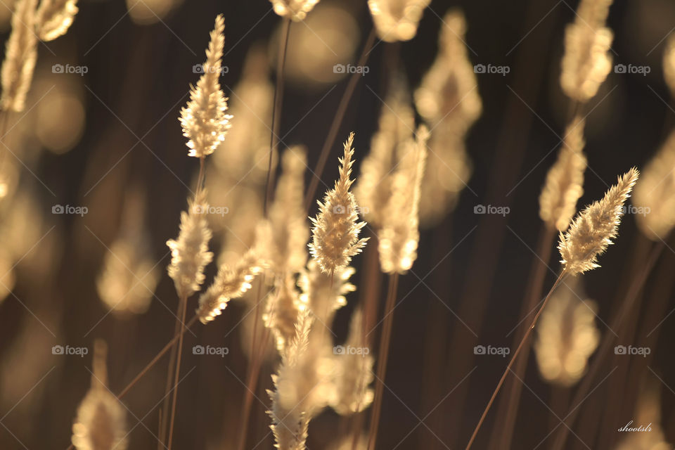 wild flower plant back-lit by the golden glow of the setting sun