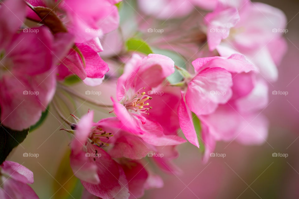 Crabapple blossom branch at sunny day